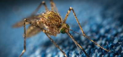 Mosquito