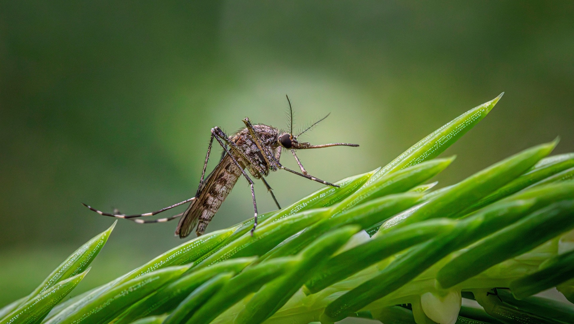 Floodwater Mosquito